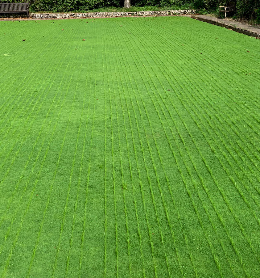 Surface recovery and excellent germination of seed.